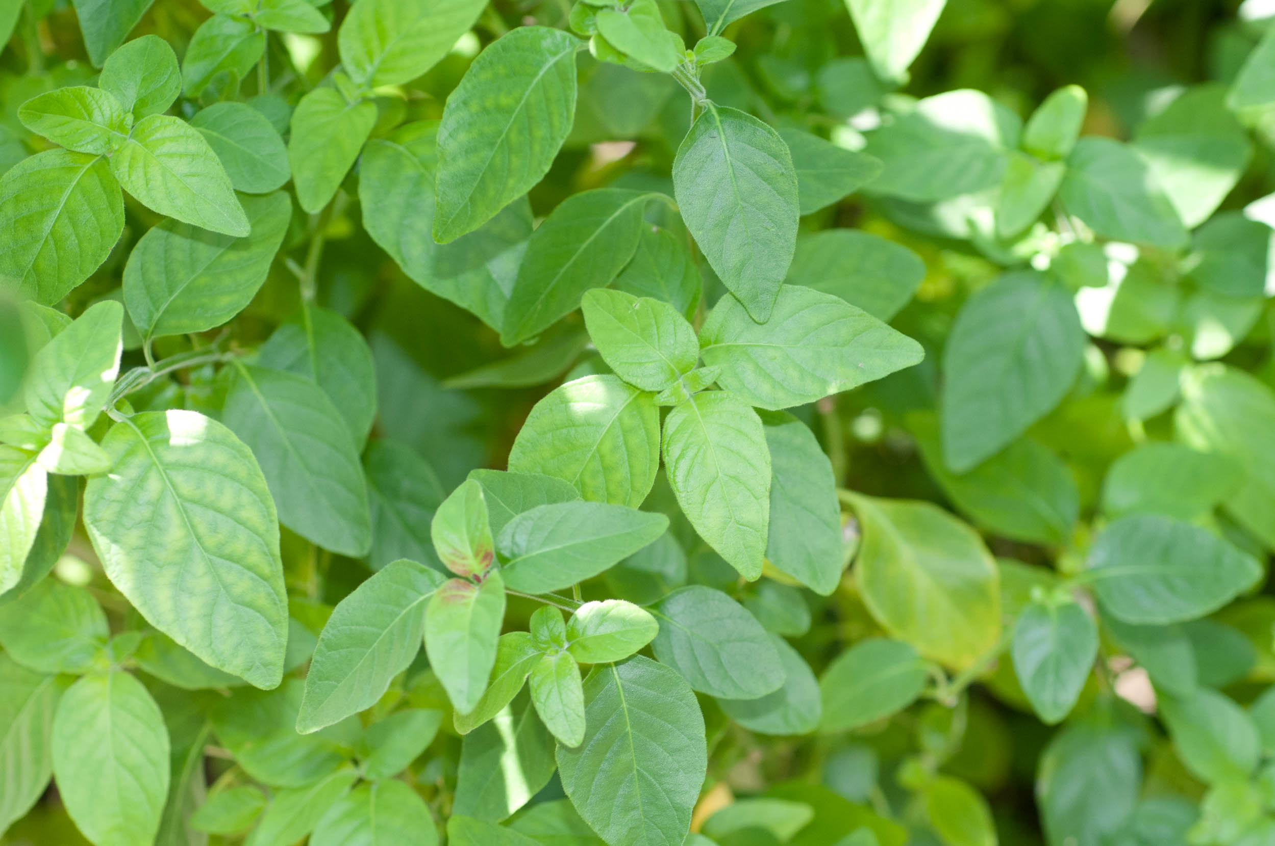 معرفی و راهنمای پرورش گیاهان زینتی آپارتمانی - ناوک